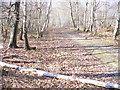 Bridleway by Thursley Lake