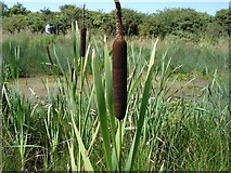 TQ5301 : Bulrush - Typha latifolia - by Winchester's Pond by Ian Cunliffe
