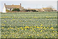 Bosanketh Farm with daffodils