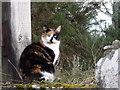 Sentinel cat at Whiteface