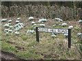 Hedge and Bank in Cleeve Hill Road with snowdrops