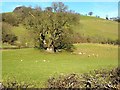 Oak tree and lambs