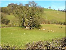 SJ1606 : Oak tree and lambs by Penny Mayes
