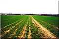 Field near Little Iridge Farm