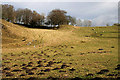 Farmland at Whitmuir Hall