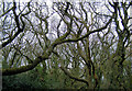 An eccentric tangle of trees at Cooden Moat, Bexhill