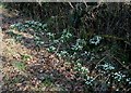 Snowdrops in the verge