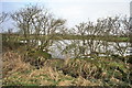 Pond near Grange Pool