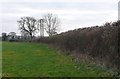 Hedgerow near Yetminster.