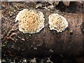 NS3878 : Toothed Crust fungus (Basidioradulum radula) by Lairich Rig