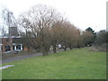 Winter trees between Western and North Harbour Roads