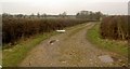 Field track near Rampton Hospital