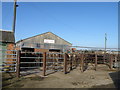 Thrapston Livestock Market