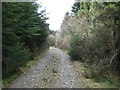 Forest track on Tir Stent