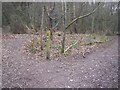 Footpath Junction in Nine Horse Wood