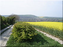TQ5202 : Track and rape field above Lullington Court - view towards Alfriston by Ian Cunliffe