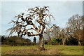 A Spooky Old Tree