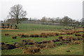 Hop Garden near Friezingham Farm