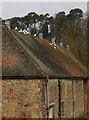 TQ0039 : White doves on barn roof by Shazz