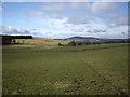 Cowpath across field west of Minew