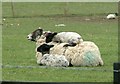 A Happy Family At Dean Hill Farm