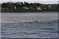 Exton village with a flock of Dunlin