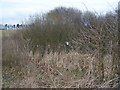 Pond in field