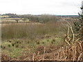 View across tops of young trees into small valley