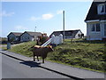 Fionnphort - cows by the road