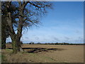 Field off Bucklesham Road