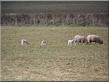 ST9522 : Sheep near Berwick St John by Maigheach-gheal