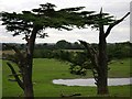 Warwick Castle Park: derelict cedars