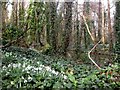 Hurn, snowdrops