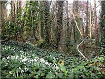 SZ1297 : Hurn, snowdrops by Mike Faherty