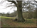 TQ0719 : Stout trunk on Oak tree beside footpath near to Redfold Farm by Dave Spicer