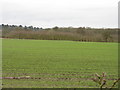 Fields by  Birkenheath Lane