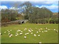 Sheep by the burn