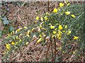 Gorse in Flower