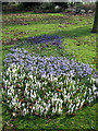 Crocus in West Park