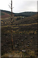 Looking towards Craigbeck Hope