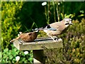 Jay at Pillaton, Cornwall.