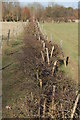 Footpath and damaged hedge