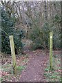 Path into Braid Wood