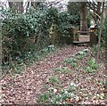 Snowdrops to stile