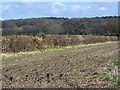 Field boundary near Crow