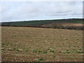 Farmland near Chollaton