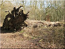 SP9713 : Fallen Giant – A victim of the Great Storm of 1987 by Chris Reynolds