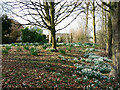 Trees, snowdrops and daffodils, A3102, Lyneham