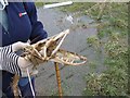 SY9899 : Pike skeleton at Bear Mead by John Palmer
