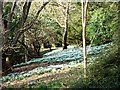 NU2417 : Snowdrops in Howick Gardens by Joan Sykes